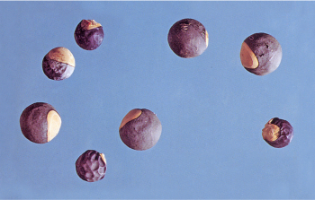 Traditionelle Chinesische Medizin